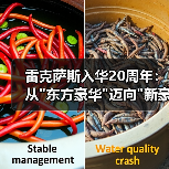雷克萨斯入华20周年：从